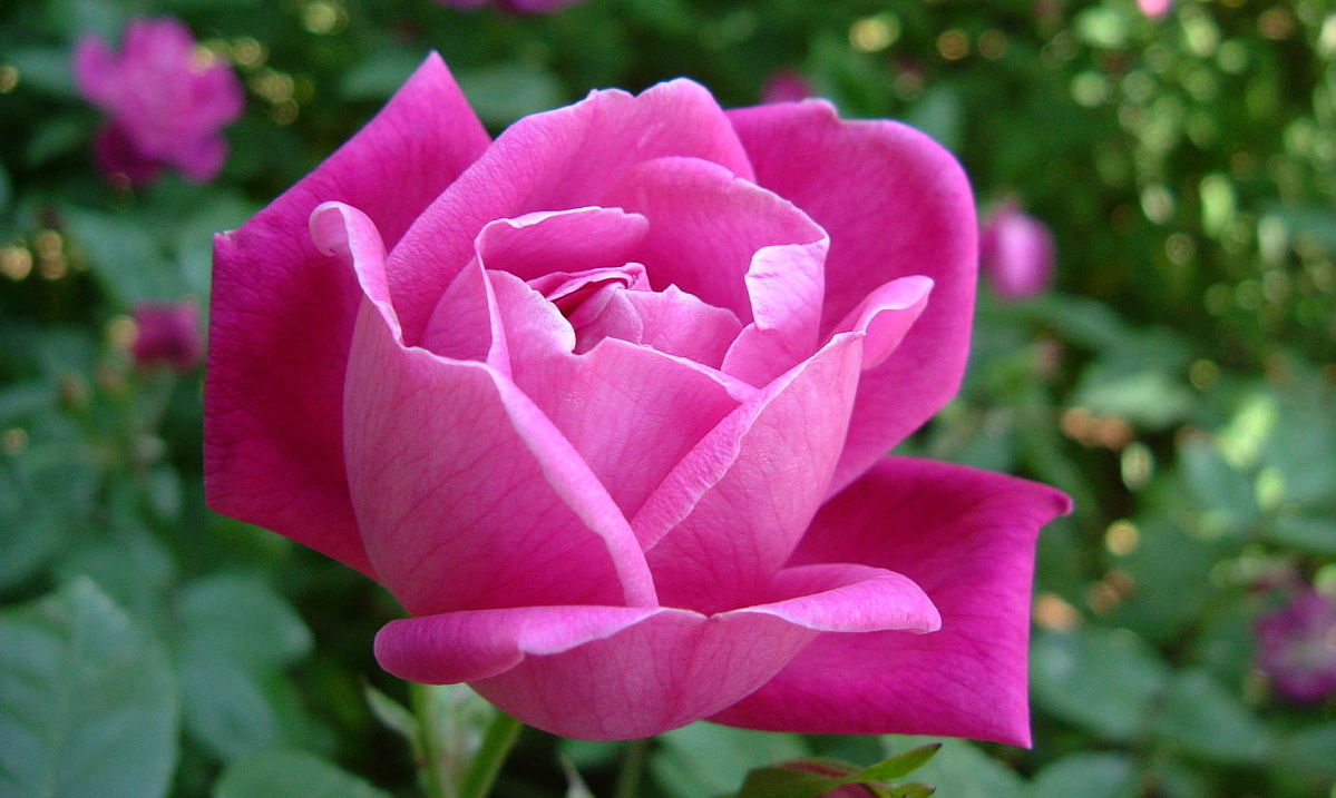'Rosa chinensis'.