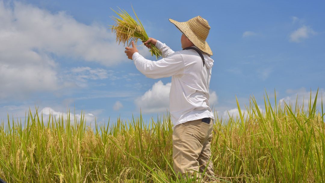 Agricultor arrocero colombiano.
