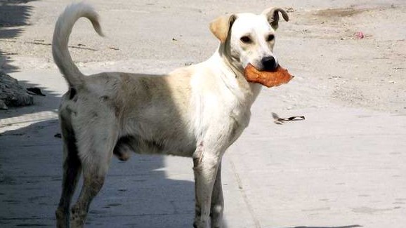 Un perro callejero en Cuba.