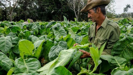 Un campesino tabacalero cubano.