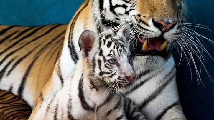 Yanek, la tigresa blanca nacida en Cuba, junto a su madre.