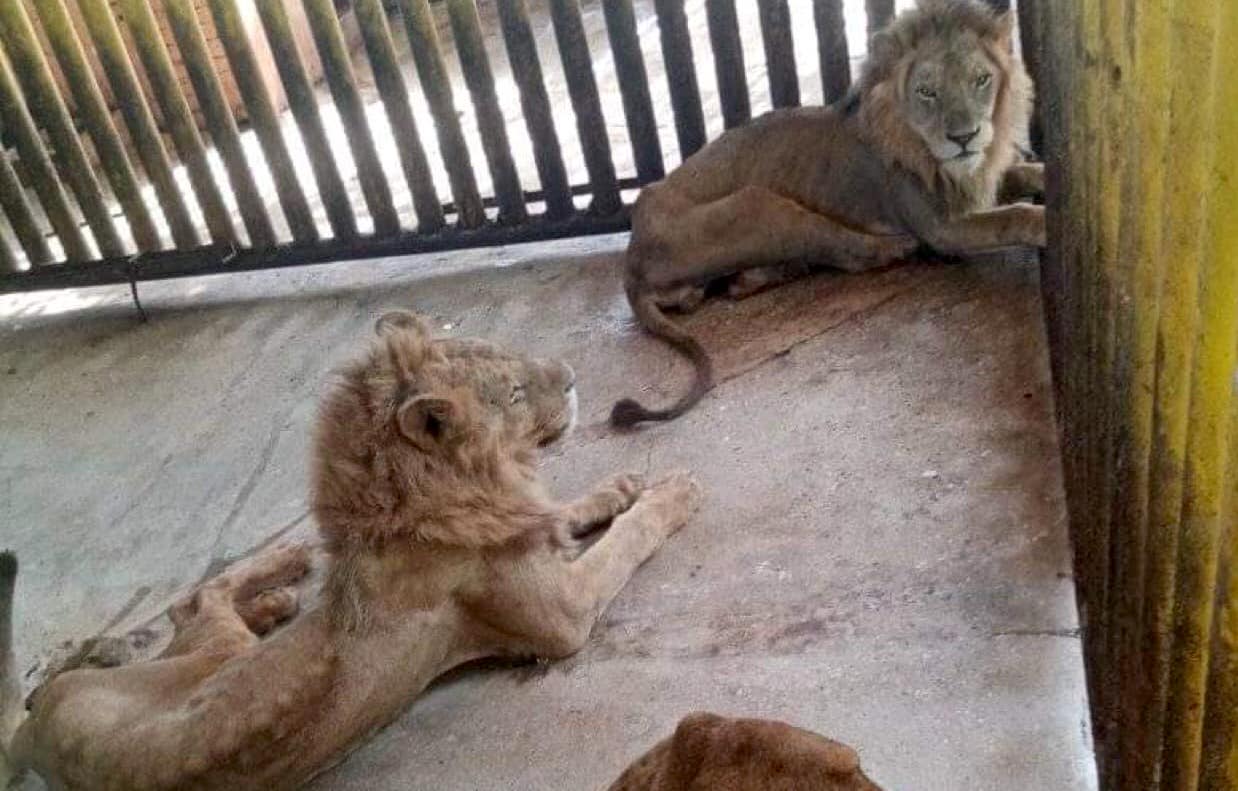 Hambrientos y encerrados, igual que los cubanos': así fueron captados los  leones del Zoológico de Cárdenas | DIARIO DE CUBA