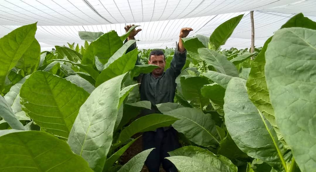 Un productor de tabaco en un cultivo tapado.