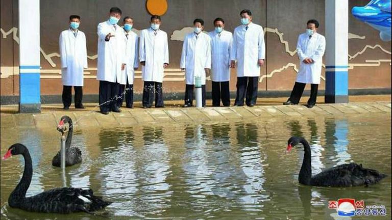 Científicos norcoreanos trabajan en la cría de cisnes negros.