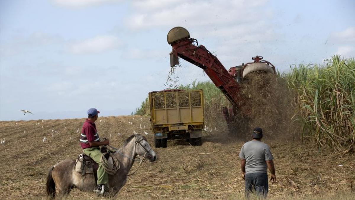 Corte de caña mecanizado en Cuba.