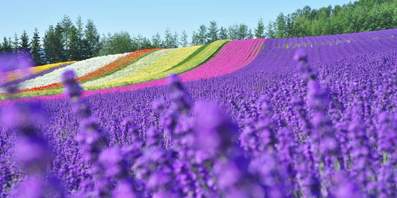 Primavera en Hokkaido, Japón.