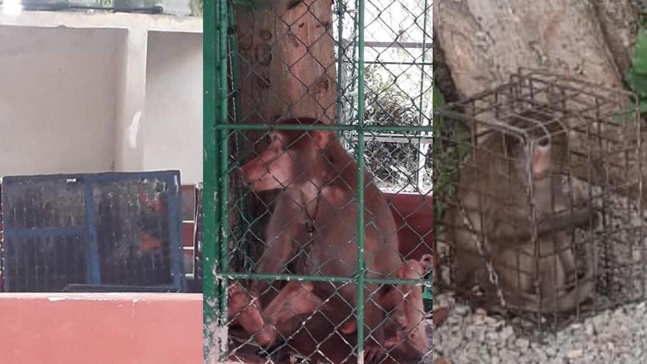 Monos encerrados en pequeñas jaulas.