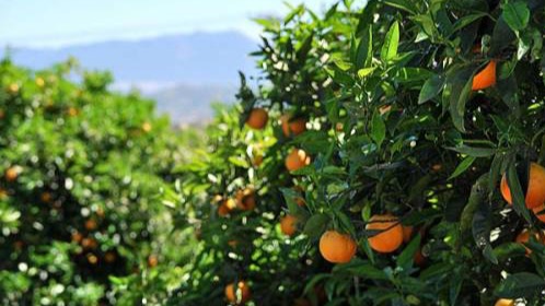 Cultivo de naranjas. 