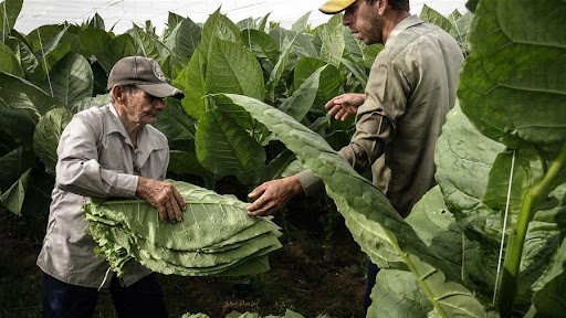 Cosecha de tabaco en Cuba.