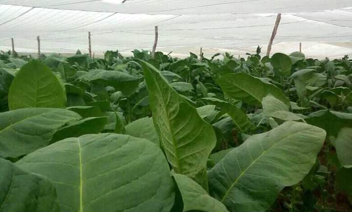 Plantación de tabaco en Mayarí, Holguín.