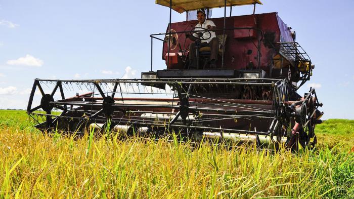 Producción de arroz en Cuba.
