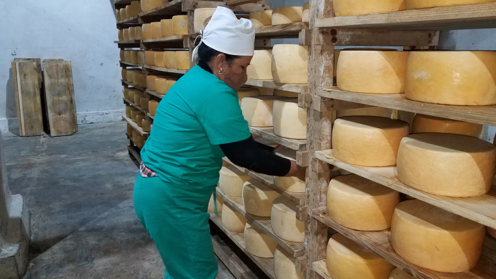 Producción de quesos en la fábrica de Sibanicú.