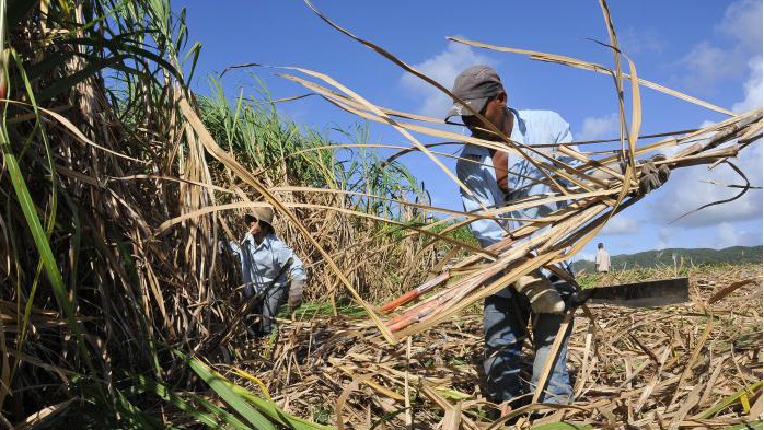 Campesinos cubanos en la zafra.