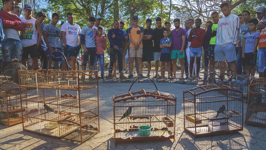 Competencia de aves canoras en Cuba.