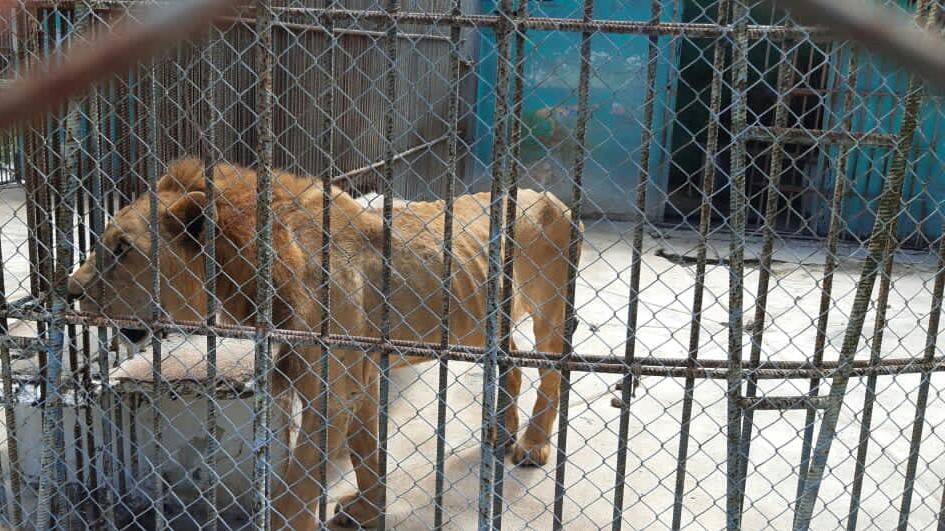 Uno de los leones famélicos del zoológico de Caibarién.
