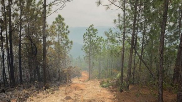 Bosques de pino afectados por el incendio.
