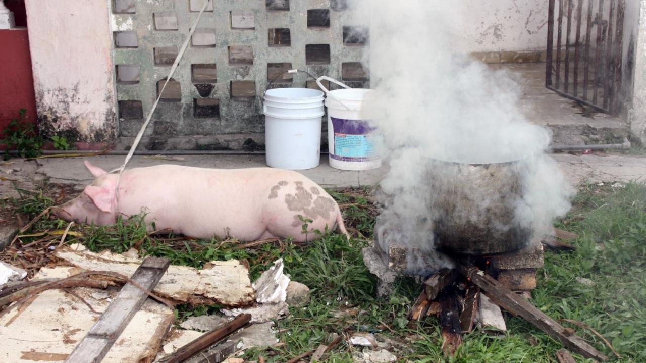 Un cerdo criado en una vivienda, a punto de sacrificarse para el fin de año cubano.