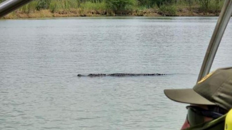 Un cocodrilo en aguas del Río Bravo.