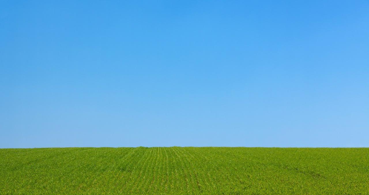 Cielo azul sobre un campo de hierbas.