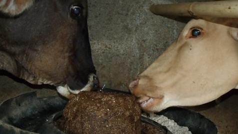 Vacas cubanas comen pajumel.