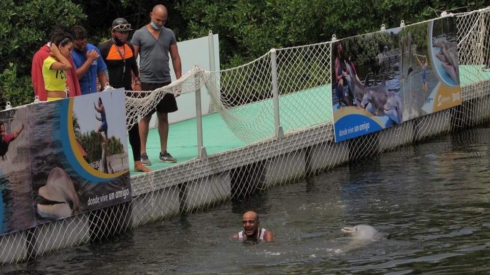 El hombre nadó con los delfines mientras pedía su liberación.