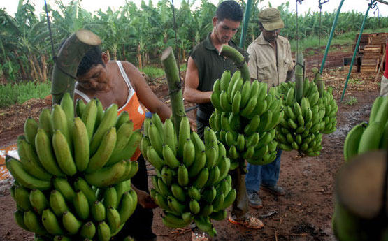 Cultivo de plátanos en Cuba.