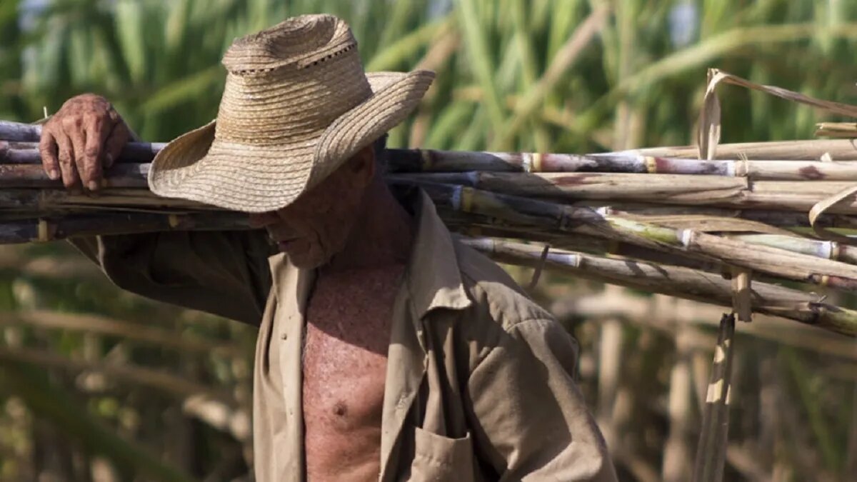 Cortador de caña.