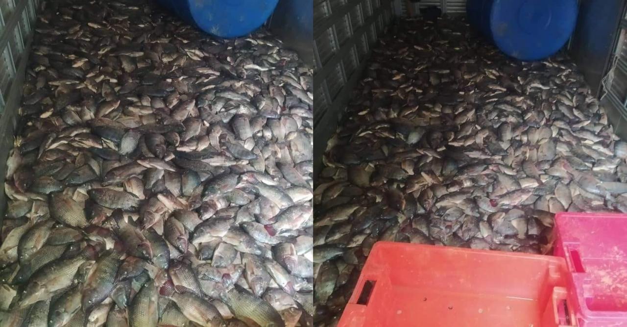 Toneladas de pescado podridas en Bejucal.