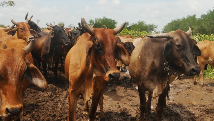 Ejemplares de ganado mayor en Las Tunas, Cuba.