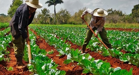 Campesinos cubanos.