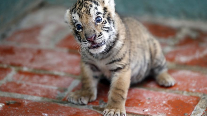 Cría de tigre de Bengala nacido en el Parque Zoológico Nacional de Cuba.