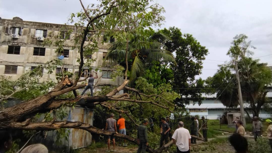 Árbol derribado en La Habana tras el paso del huracán Ian.