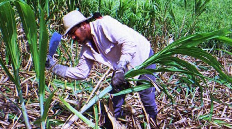 Cortador de caña.