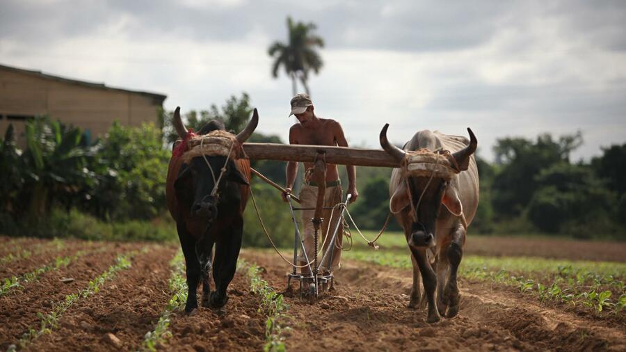 Un campesino cubano arando con bueyes.