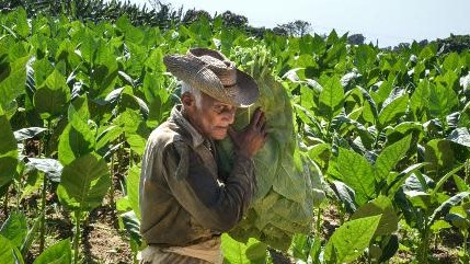 Un campesino cubano en Pinar del Río.
