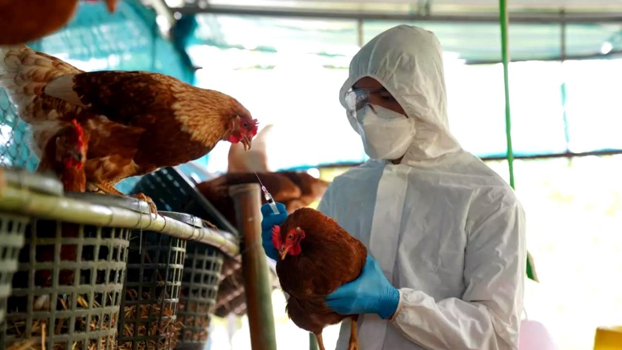 Gallinas susceptibles a la influenza aviar.