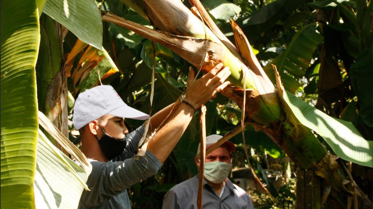 Cubanos en una plantación de plátanos.