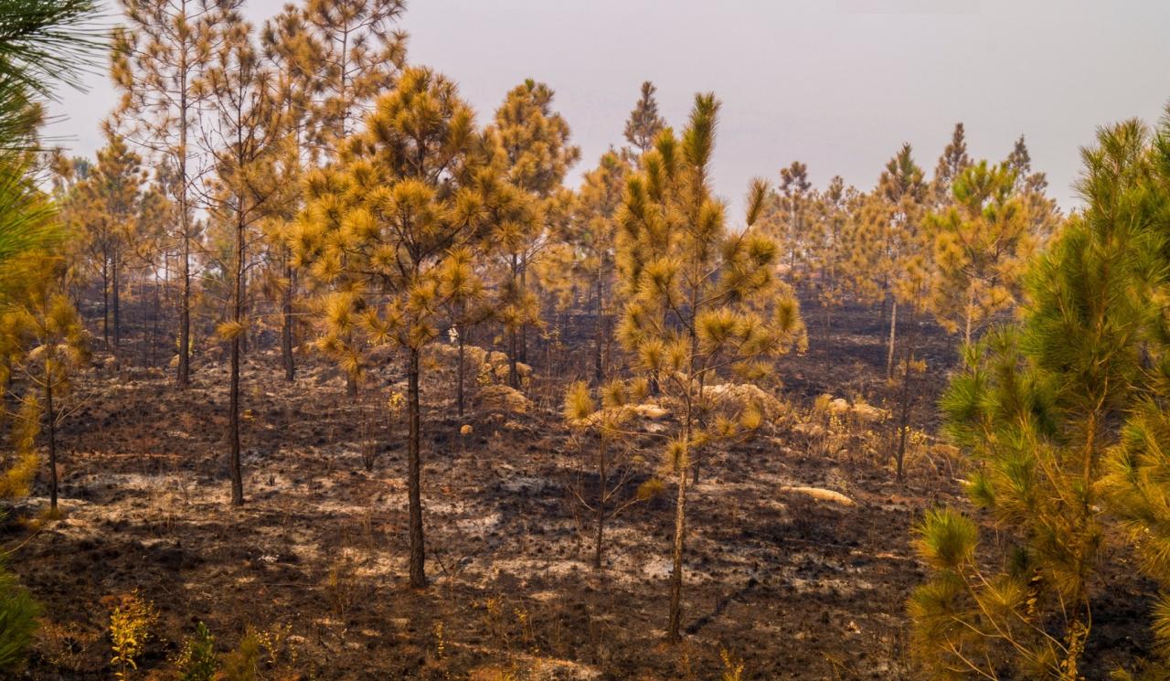 Zonas afectadas por el incendio forestal de Mayarí.