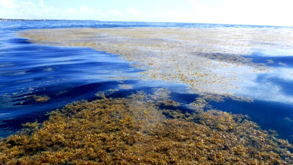 Algas tipo Sargazo en el mar.
