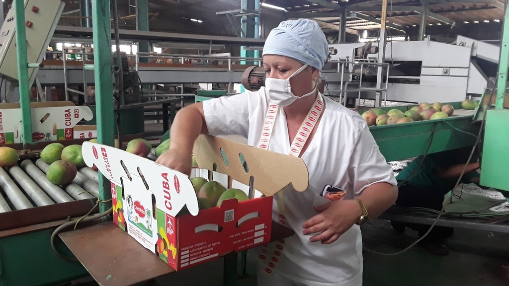 Procesamiento de mango en la cienfueguera Empresa Cítrico Arimao de mango para exportar.