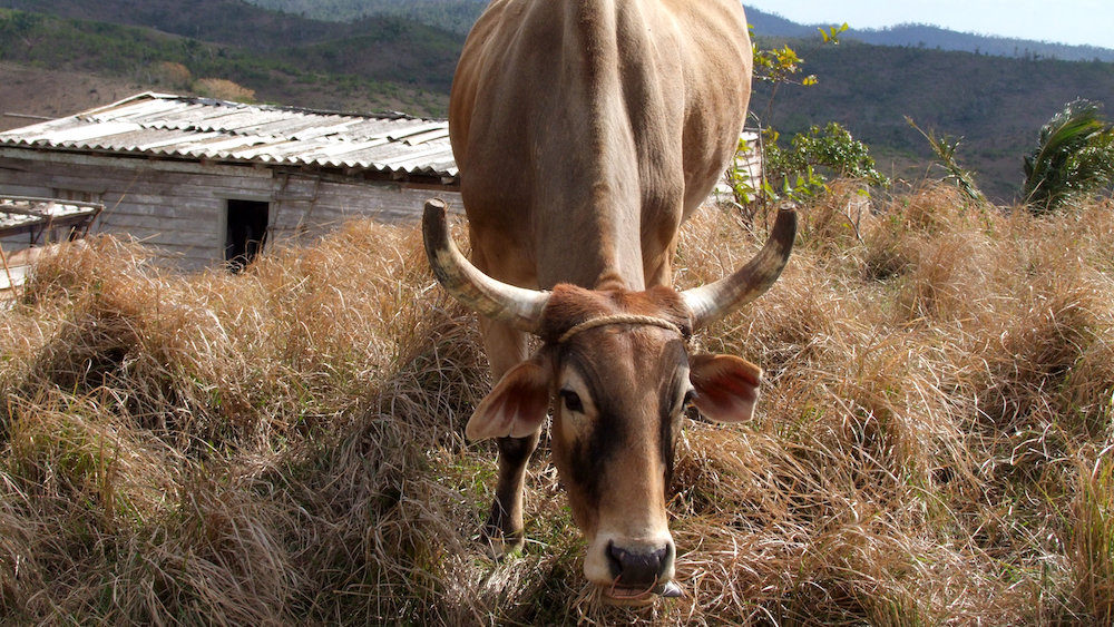 Vaca en un area rural de Cuba.