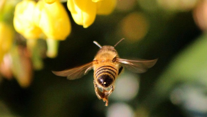 Abeja en vuelo.