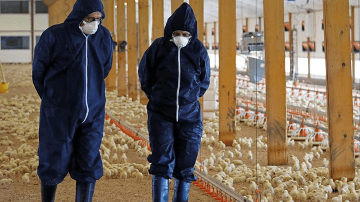 Trabajadores de una granja avícola de EEUU.
