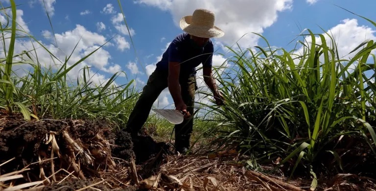 Un cubano trabajando en un cañaveral.