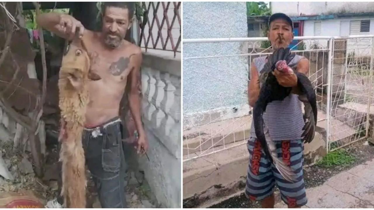 Un cubano exhibe dos animales que cazó en las calles presuntamente para comer.