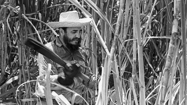 Fidel Castro en un cañaveral.