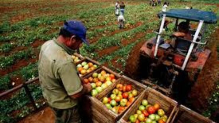 Recogida de tomates en Cuba.