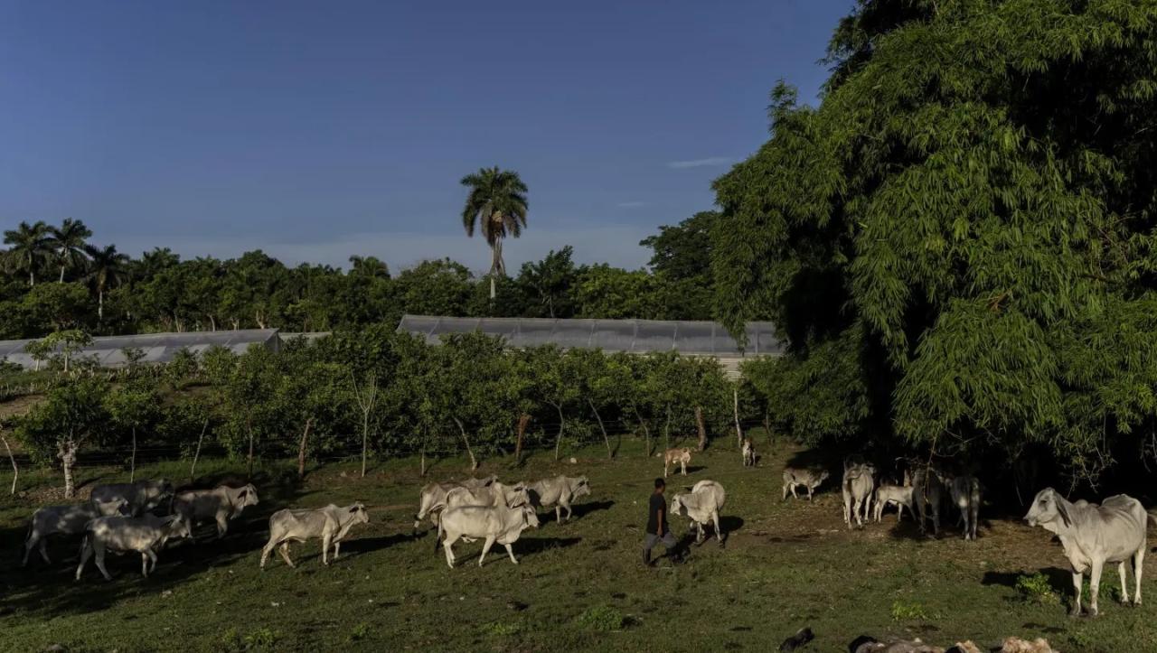 Una ganadero de La Habana pastoreando vacas en Bacuranao en agosto de 2022.