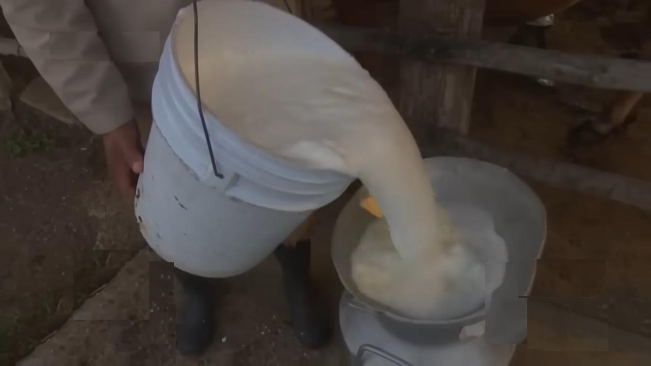 Campesino cubano acopiando leche. Captura de pantalla.