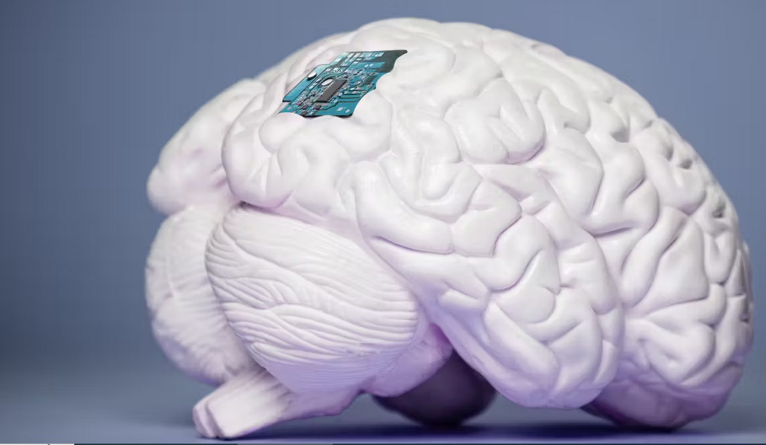 Maqueta de un cerebro humano con un chip implantado.